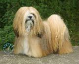 Lhasa Apso